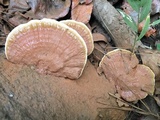 Ganoderma sessile image