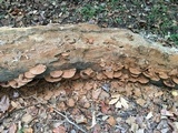 Ganoderma sessile image