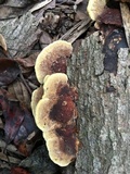 Phellinus gilvus image