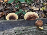 Phellinus gilvus image