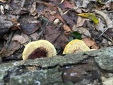 Phellinus gilvus image