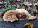 Phellinus gilvus image
