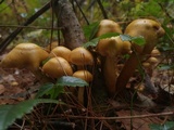 Kuehneromyces mutabilis image