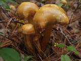 Kuehneromyces mutabilis image