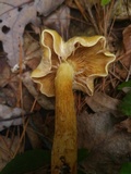 Kuehneromyces mutabilis image