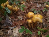 Kuehneromyces mutabilis image