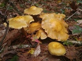 Kuehneromyces mutabilis image