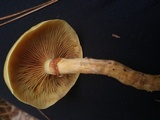 Kuehneromyces mutabilis image