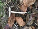 Amanita sect. Vaginatae image