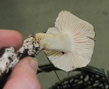 Hygrophorus roseobrunneus image