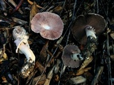 Agaricus californicus image