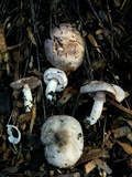 Agaricus californicus image