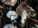 Agaricus californicus image