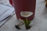 Melanoleuca verrucipes image