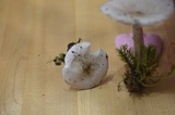 Melanoleuca verrucipes image