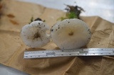 Melanoleuca verrucipes image