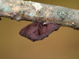 Exidia recisa image