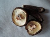 Lactarius lignyotus var. nigroviolascens image