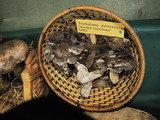 Tricholoma griseoviolaceum image