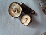 Lactarius lignyotus image
