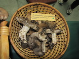 Tricholoma griseoviolaceum image