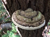 Fomitopsis ochracea image