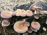 Panus lecomtei image