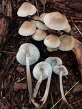 Mycena galericulata image