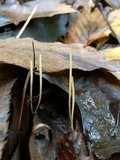 Macrotyphula juncea image