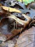 Macrotyphula juncea image