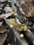 Cyptotrama chrysopepla image