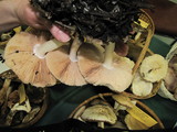 Pluteus petasatus image