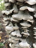 Cerrena unicolor image