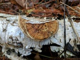 Daedaleopsis confragosa image
