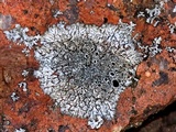 Physcia subtilis image