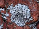 Physcia subtilis image
