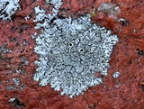 Physcia subtilis image