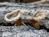 Panus lecomtei image
