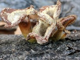 Panus lecomtei image