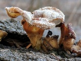 Panus lecomtei image