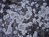 Physcia halei image