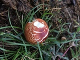 Leucoagaricus rubrotinctus image