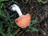 Leucoagaricus rubrotinctus image