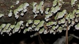 Trichaptum abietinum image