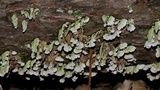 Trichaptum abietinum image