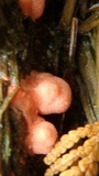 Lycogala epidendrum image