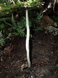 Cordyceps cylindrica image