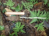 Cordyceps cylindrica image