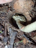 Cordyceps cylindrica image