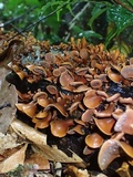 Encoelia heteromera image